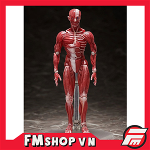 (JPV) FIGMA SP142 HUMAN ANATOMICAL MODEL