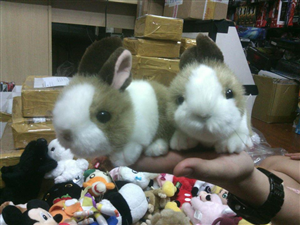 THÚ BÔNG BROWN RABBIT