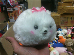 THÚ BÔNG DOG JAPANES CHIN