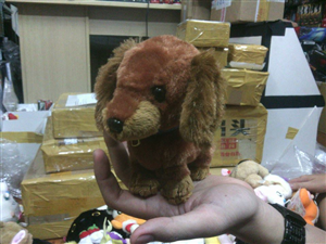 THÚ BÔNG DOG SPANIEL