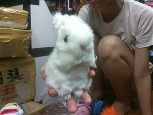 THÚ BÔNG WHITE RABBIT SOCIU