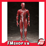 (JPV) FIGMA SP142 HUMAN ANATOMICAL MODEL