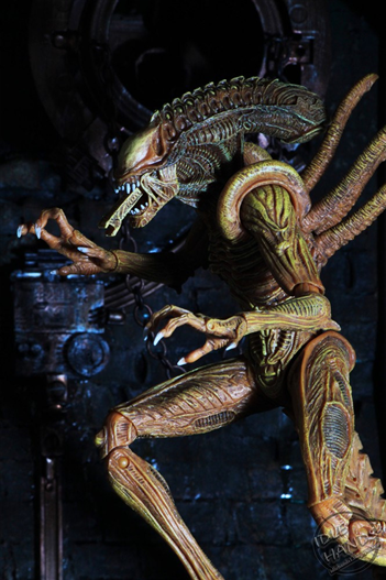 Mua bán NECA SEWER MUTATION WARRIOR ALIEN CHINA VER