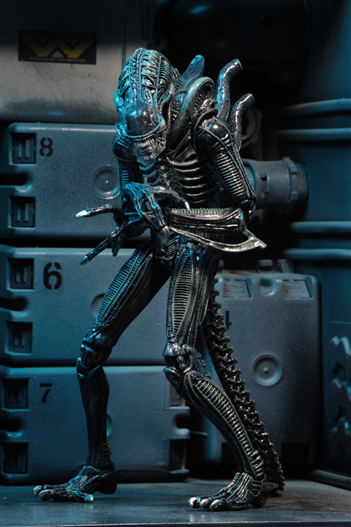 Mua bán NECA ALIEN XENOMORPH WARRIOR BLUE CHINA VER