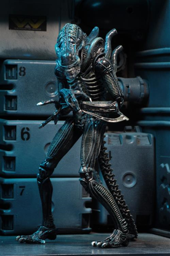 Mua bán NECA XENOMORPH WARRIOR CHINA VER